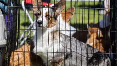 Venda de cães e gatos entra no radar do Congresso Nacional