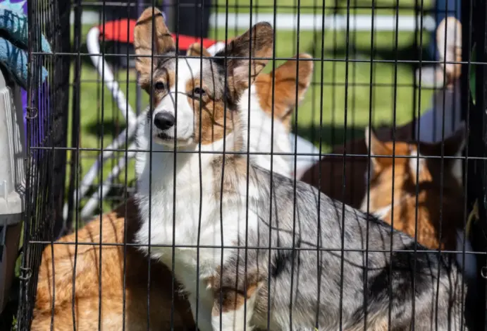 Venda de cães e gatos entra no radar do Congresso Nacional