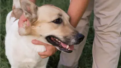 Cachorro branco recebendo carinho de humano