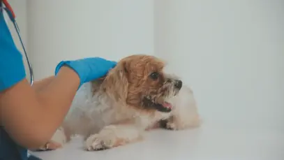 Cachorro recebendo atendimento em clínica veterinária