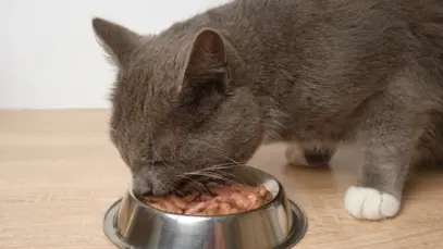 Gato comendo sachê de alimento úmido