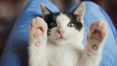 Brasil tem quase 15 milhões de domicílios com gatos e população segue crescendo 