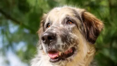 Dia Mundial do Cachorro: longevidade aumenta demanda por prevenção e cuidado contínuo