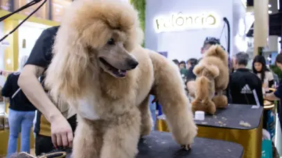Cachorro durante competição de grooming na Pet South America