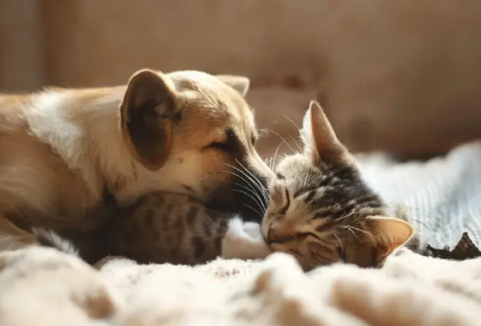 Cão e gato dividindo cama demonstrando carinho