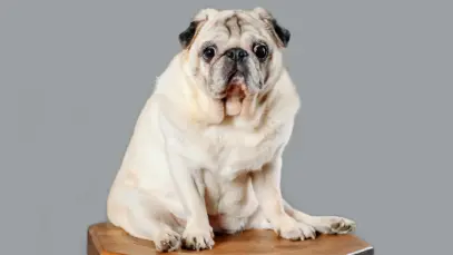 “Mounjaro para cães”? Obesidade animal abre nova frente de negócios, mas GLP-1 ainda enfrenta barreiras