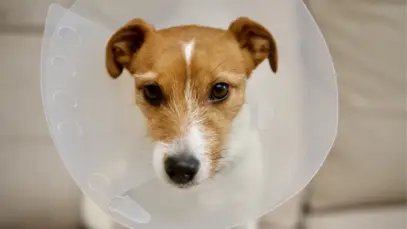Cachorro usando colar pós-cirúrgico