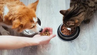 Cão e gato comendo ração com tutor abastecendo os potinhos