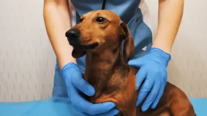 Cachorro recebendo atendimento com veterinário usando luvas