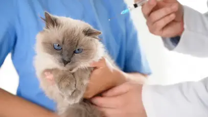Gato tomando vacina no colo de médico veterinário