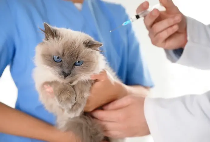 Vacinação de gatos tem baixa adesão, aponta pesquisa global