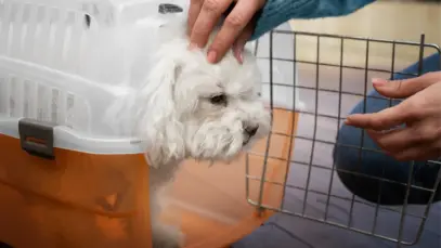 Cachorro em caixa de transporte prestes a viajar