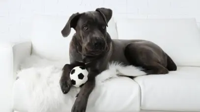 Indústria de pet food mira conexão entre produto e esporte