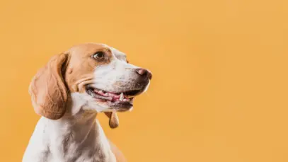Índia tem mercado pet care em alta e convida para PetBridge