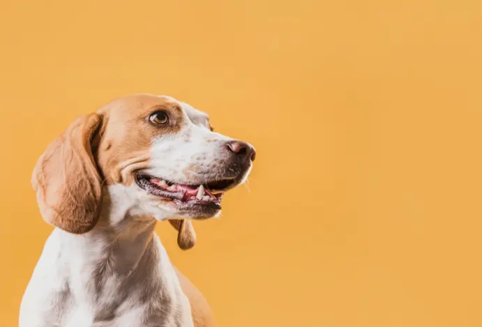 Índia tem mercado pet care em alta e convida para PetBridge