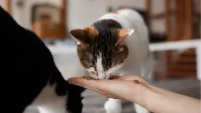 Gato comendo ração na mão