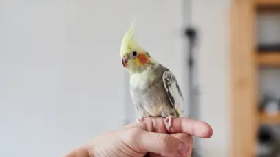 Calopsita pousada na mão