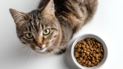 Gato com pote de ração ao lado