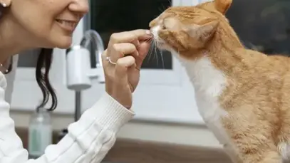 Elanco lança BexacatTM, tratamento oral diário para diabetes felina no Brasil