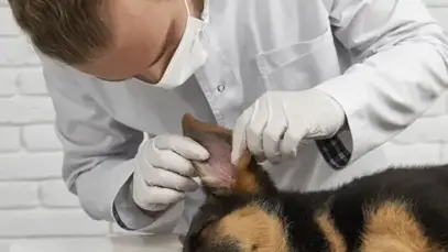 MSD Saúde Animal alerta sobre parasitas e apresenta produtos exclusivos