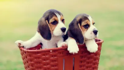 Dois beagles em uma cesta