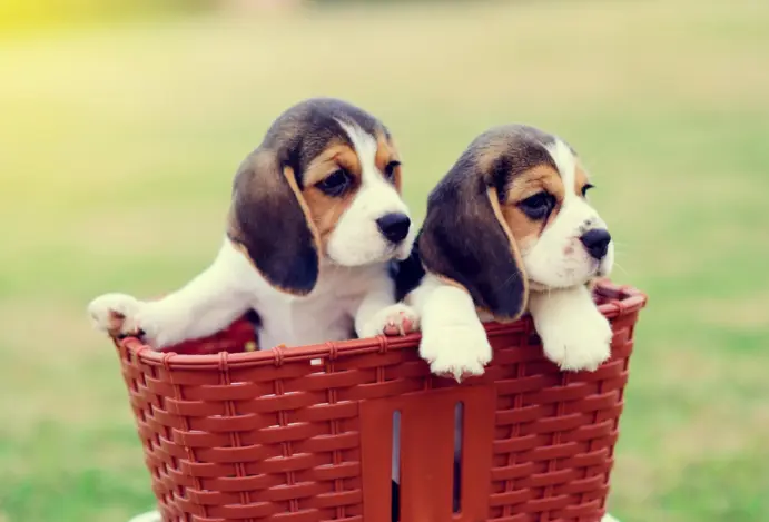 Primeiros cães hipoalergênicos do mundo nascem nos Estados Unidos