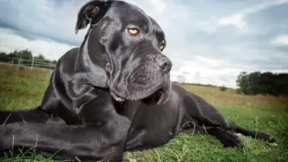 Cachorro preto deitado