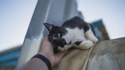 Taiwan segue tendência global com crescimento de felinos