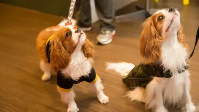Cachorros com coleira olhando para cima