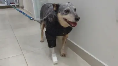 Cachorro usando prótese ortopédica na pata feita com impressão 3d