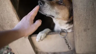 Cachorro triste acorrentado dentro de abrigo