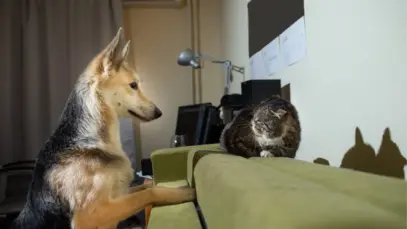 Mapa de cães e gatos revela diferenças regionais no mercado pet brasileiro