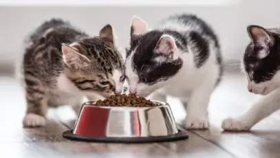 Gatos se alimentando