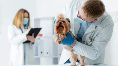MSD Saúde Animal alerta sobre parasitas e apresenta produtos exclusivos