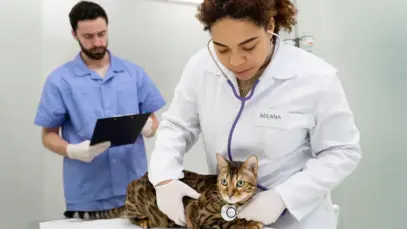 Projeto prevê contrato de até dois anos para veterinários iniciantes