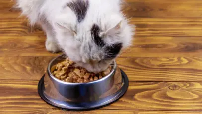 coelho comendo ração na tigela