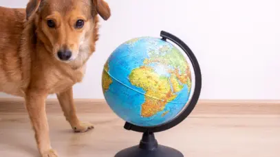 França, Austrália e Malásia avançam em novas políticas para o setor pet