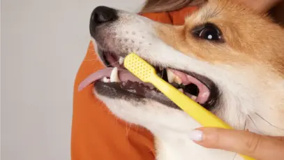 Bactase Pet PB deve revolucionar saúde bucal de cães
