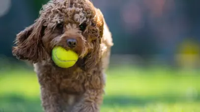 Cachorro com bola de tênis na boca correndo na grama