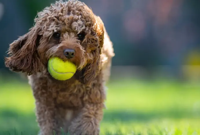 Sustentabilidade impulsiona busca por brinquedos pet mais duráveis