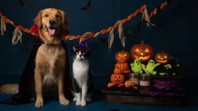 Gastos com fantasias de Halloween pet devem alcançar US$ 920 milhões