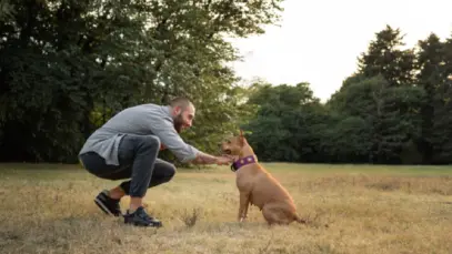 Humanização dos pets amplia oportunidades para indústria na América Latina