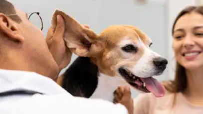 Mercado global de estética pet deve superar US$ 42 bilhões até 2035