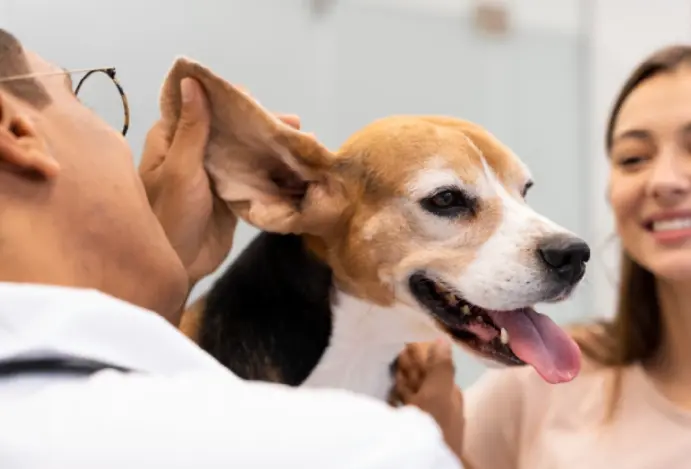Mercado global de estética pet deve superar US$ 42 bilhões até 2035
