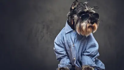 De Hollywood à Fórmula 1: como marcas pet usam figuras públicas para crescer