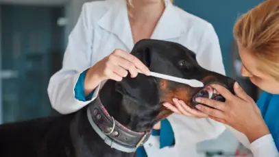 Pet Food Experts passa a distribuir produtos da Wag & Bright