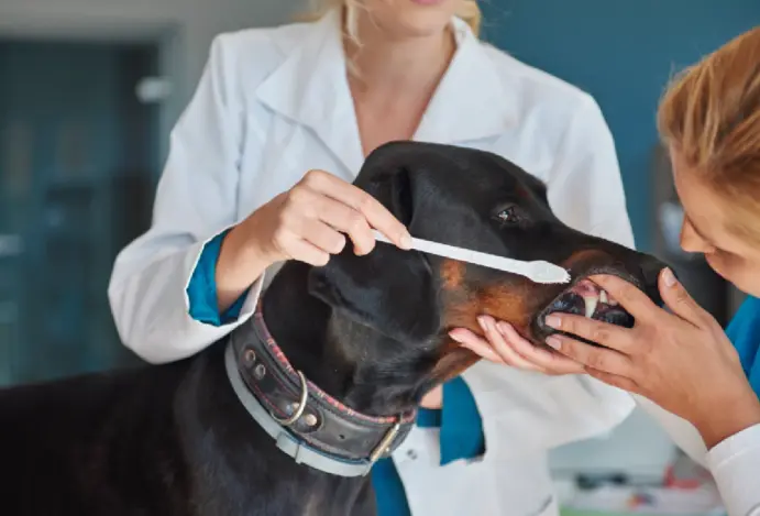 Pet Food Experts passa a distribuir produtos da Wag & Bright