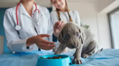Purina Institute patrocina relatório global sobre a prática veterinária