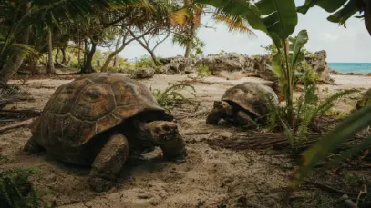 Seicheles tem mais tartarugas do que habitantes