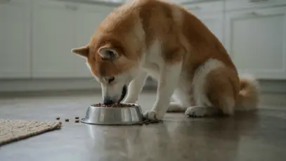 Cachorro comendo no pote de ração